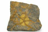 Detailed Ordovician Brittle Star (Ophiura) - Morocco #350559-1